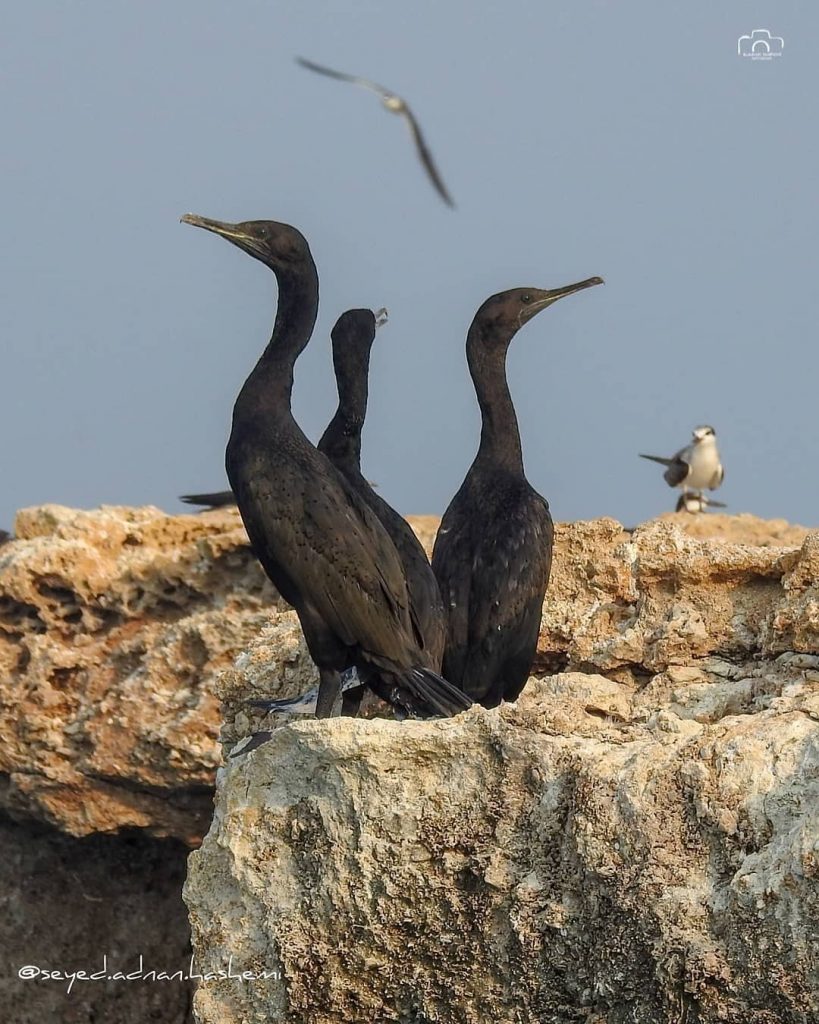 جزیره هرمز بهترین جا برای آرامش