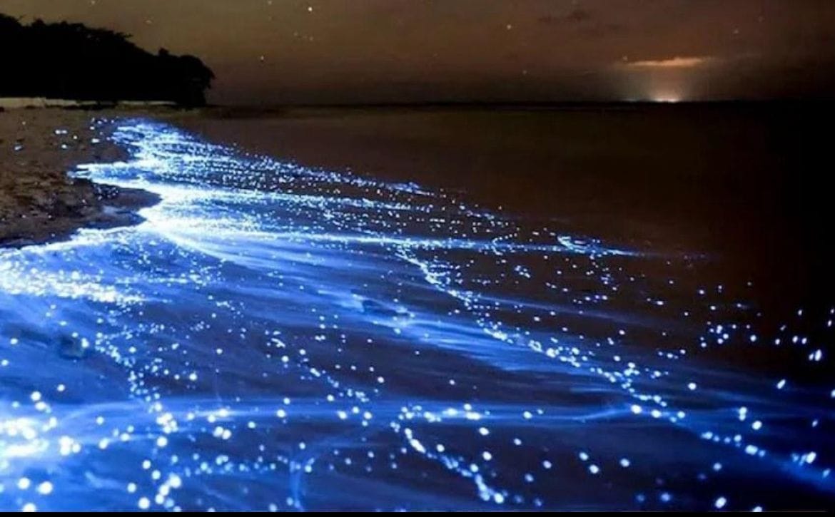 Bioluminescent beach Hormuz Island